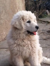 Kölyök kan/Puppy male; T+t: Farkas Roland, HUN