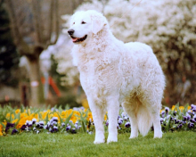 Egykori kuvaszom//Rainbow bridge kuvasz; t: Hellinger Mariette, GER