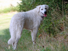 Junior szuka/female; T+t: Hellinger Mariette, GER