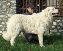 Edelény-Kerti Nimród2 T+t: JUHÁSZ PÉTER, HUN Felnőtt kan győztes + Kedvenc felnőtt kuvasz - Adult male winner + Best-Loved Adult Kuvasz