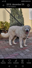 Kölyök szuka/Puppy female; T+t: Nagy Róbert, HUN
