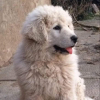 Kölyök kan/Puppy male; T+t: Farkas Roland, HUN